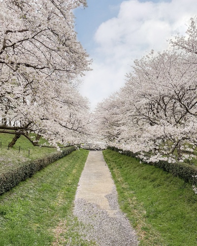 関東のおすすめ桜スポットと桜と一緒にきれいに写すコツをご紹介-桜の写真の撮り方-