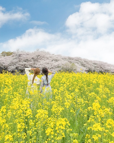 関東のおすすめ桜スポットと桜と一緒にきれいに写すコツをご紹介-桜の写真の撮り方-