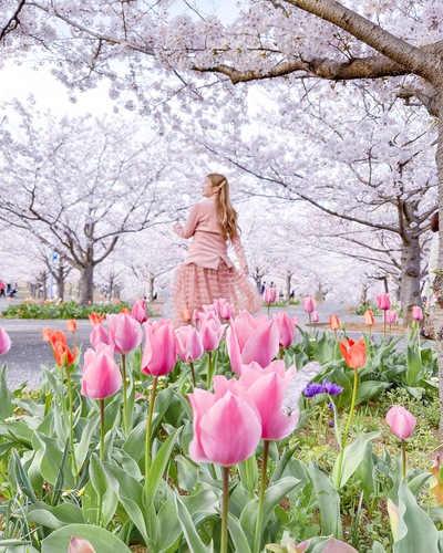 関東のおすすめ桜スポットと桜と一緒にきれいに写すコツをご紹介-桜の写真の撮り方-