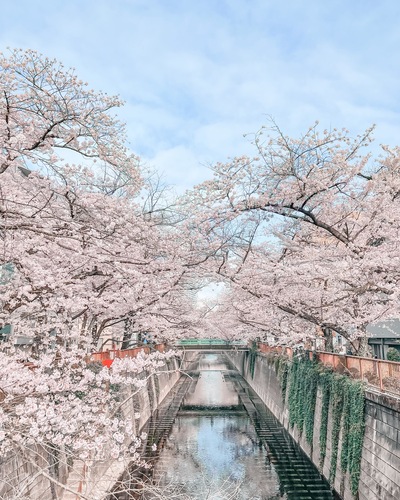 関東のおすすめ桜スポットと桜と一緒にきれいに写すコツをご紹介-桜の写真の撮り方-