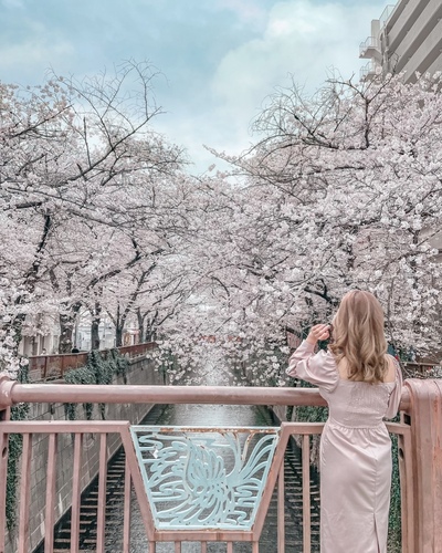 関東のおすすめ桜スポットと桜と一緒にきれいに写すコツをご紹介-桜の写真の撮り方-