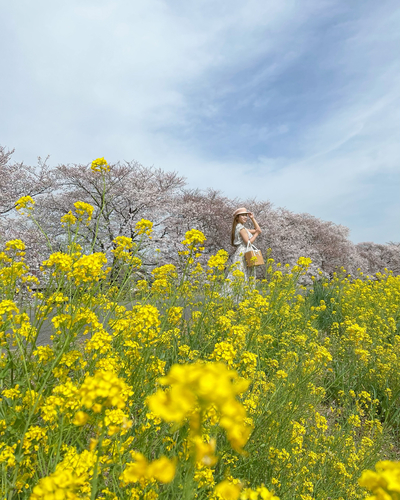 関東のおすすめ桜スポットと桜と一緒にきれいに写すコツをご紹介-桜の写真の撮り方-