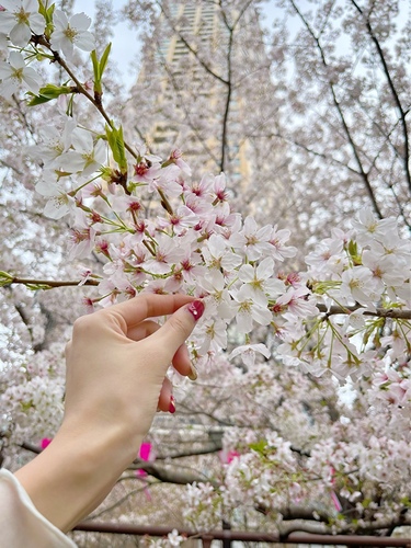 桜のキレイな撮り方&編集テクニック