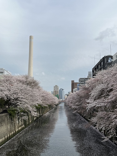 桜のキレイな撮り方&編集テクニック