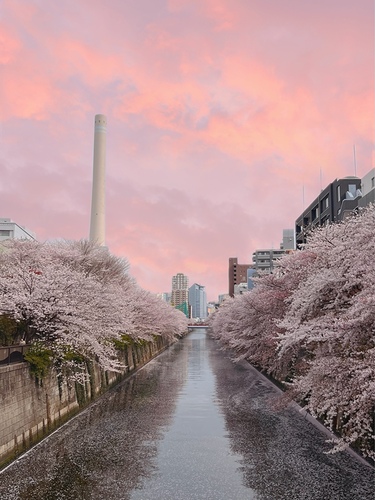 桜のキレイな撮り方&編集テクニック