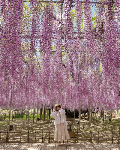 フォトジェニックなお花畑とかわいい加工方法