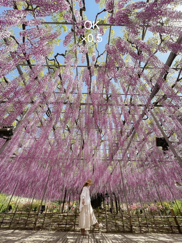 フォトジェニックなお花畑とかわいい加工方法