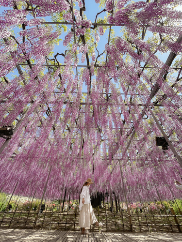 フォトジェニックなお花畑とかわいい加工方法