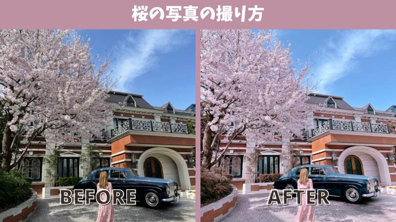 【2024年最新】おすすめ桜スポットと桜と一緒にきれいに写すコツ-桜の写真の撮り方-