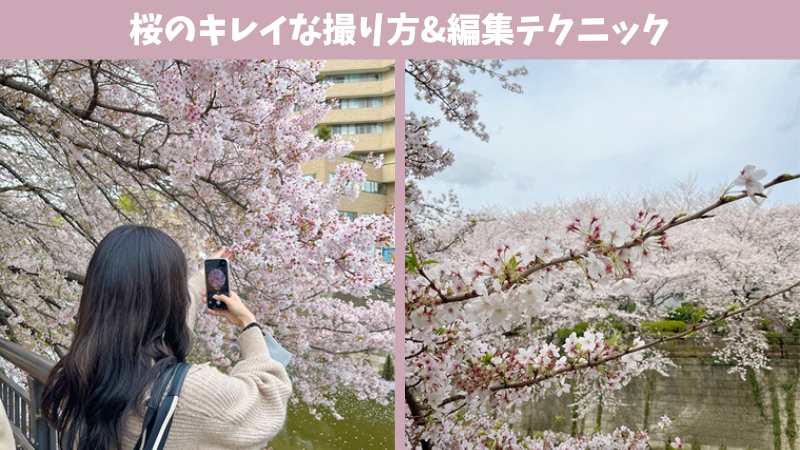 【2024年無料】桜の写真の綺麗な撮り方&映え写真の編集テクニック