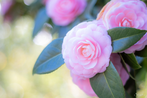 オールドレンズで撮影する玉ボケ写真も魅力的