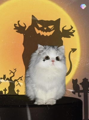 Halloween-pet-cat