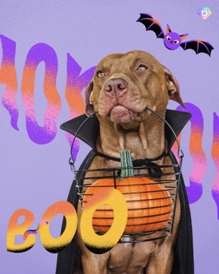 Halloween-pet-dog-big
