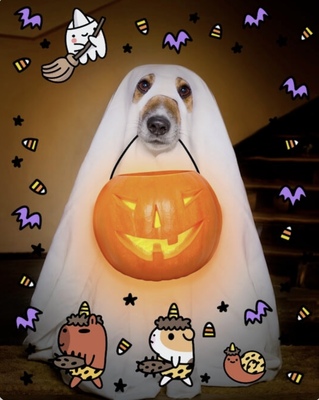 Halloween-pet-dog-white