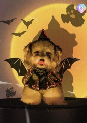 Halloween-pet-dog