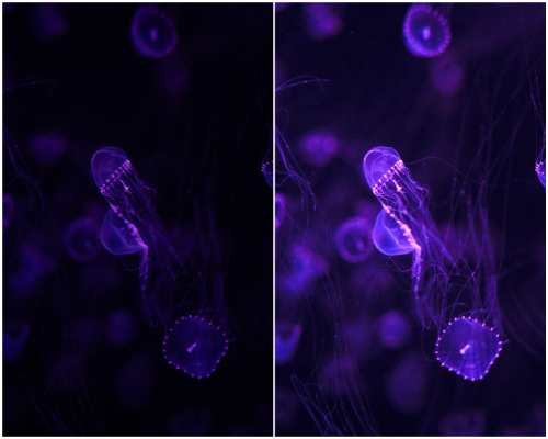 暗い写真を全体的に明るくする方法