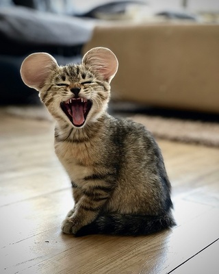 バブルガム加工-mickey-cat-after