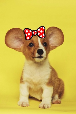 バブルガム加工-mickey-dog-after