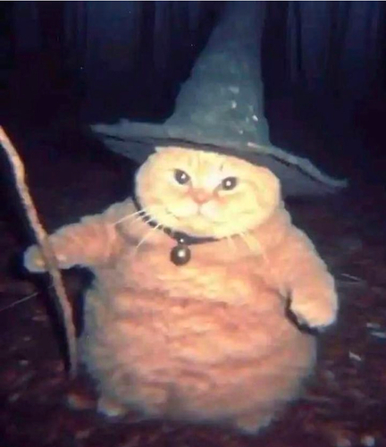 ペットをAIで擬人化 - magic cat - before