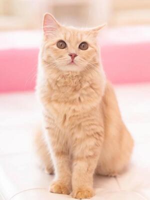 ChatGPTでシルバニア風のペット画像-original