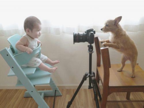 赤ちゃんのマイナンバーカードの写真 - 赤ちゃんと犬