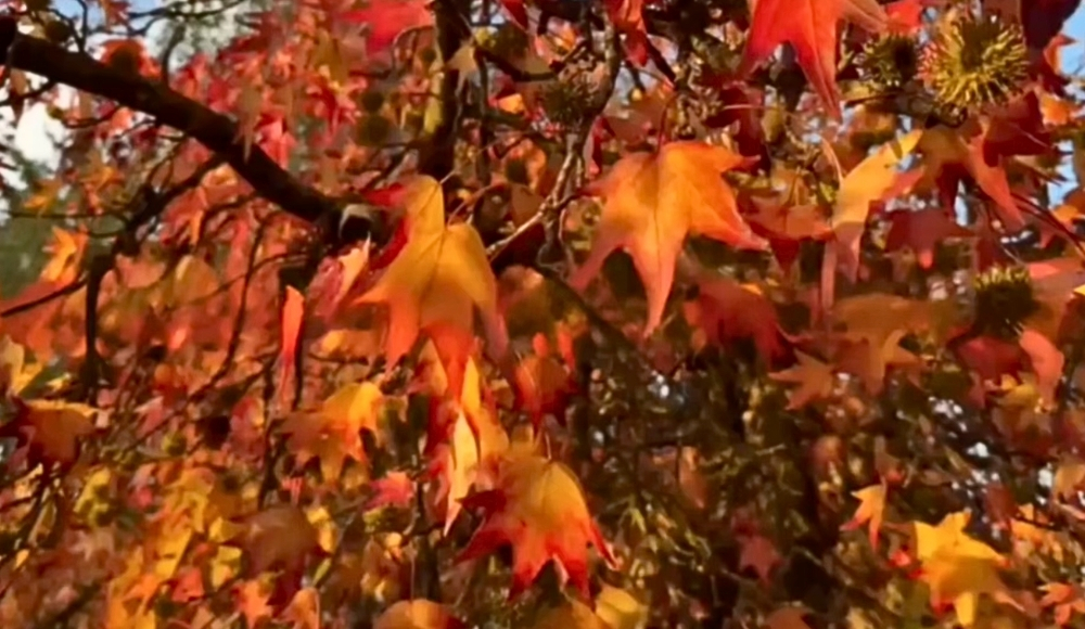 cách xóa logo trong video-BeautyPlus-sau