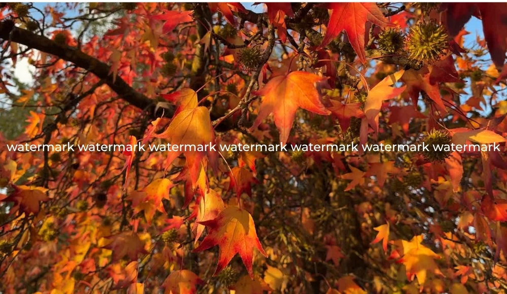 cách xóa logo trong video-BeautyPlus-trước