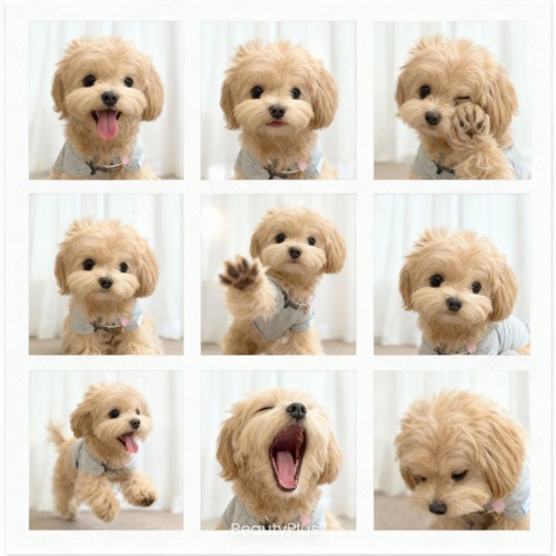 ペット9カット写真