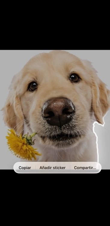 Cómo hacer stickers en iPhone 02
