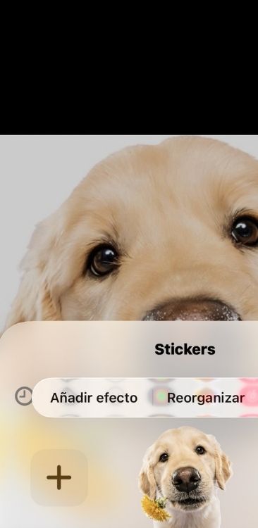 Cómo hacer stickers en iPhone 03