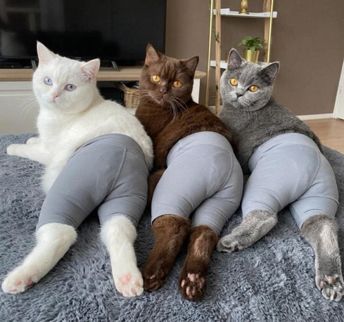 ペットのヨガパンツ